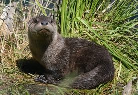 otter lies on green grass