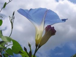 gently blue spring flower