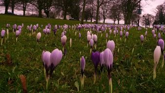 crocus blooming