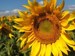 yellow sunflower closeup