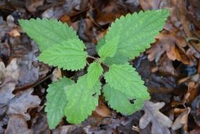 green sprout of nettle among dry foliage