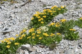 yellow flowers on stones