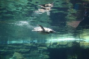 penguin swims in emerald water
