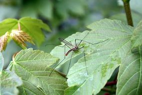 mosquito on a green leaf of a plant