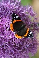 Orange and black butterfly on the violet flowers