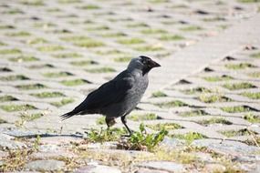 crow on the pavement on a sunny day