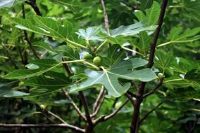 fig tree green leaves