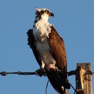 osprey sits on electrical wires