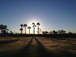 Palm trees in California