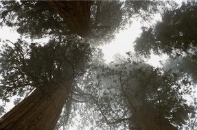 tall Sequoia trees