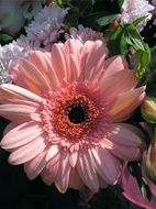 flowering pink gerbera