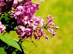 branch of purple lilac in the sunlight