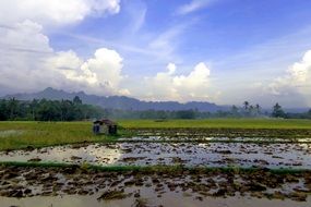 landscape of rice field