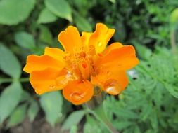 Close-up of the beautiful orange and yellow, small orange flower in the garden