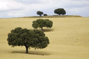 lonely trees among the fields in Castilla-La Mancha