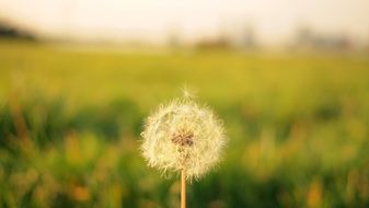 dandelion on a blurred background