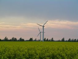 wind turbines on the oilseed rape field