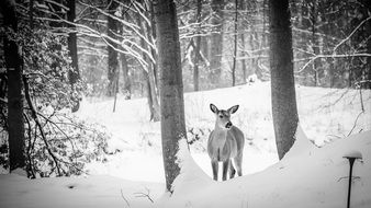 Deer in the forest in winter