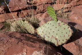cactus on a rock