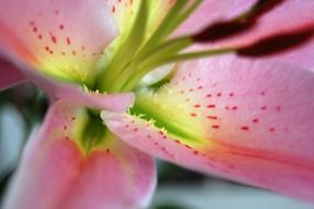 Close-up of the pink lily