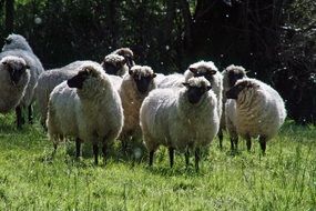 fluffy sheep on a green pasture