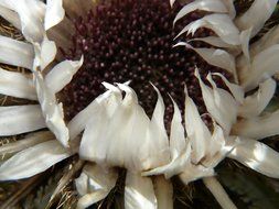 silver thistle flower closeup