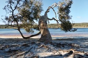 twisted tree on beach