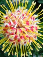 exotic garden flower with yellow stamens