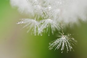 dandelion, fluffy seeds with dew droplets, macro