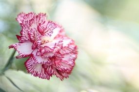 carnation flower at blur background