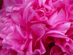 macro photo of pink peony blossom