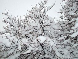 trees in heavy snow close-up