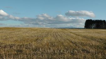 Golden cornfield