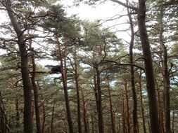 nests on trees in the forest