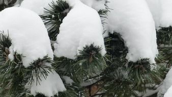 pine branches under the snow