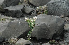 white flowers among the stones on the volcano