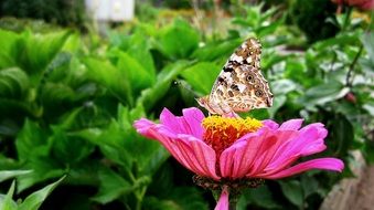 spotted butterfly on zinnia flower