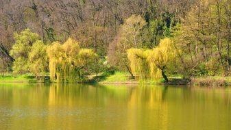 lake fauna in spring
