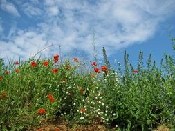 meadow of poppy flowers