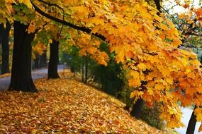 yellow trees near the road in autumn