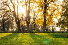 Sunset over the trees and the field