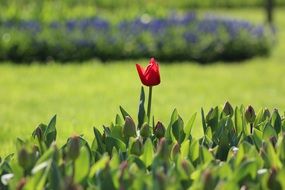 Red tulip on a field in Istanbul