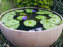 blue water lilies and green leaves in a large park vase