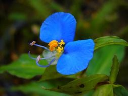 macro view of blue flower with green leaves in nature