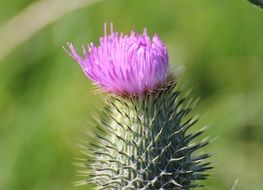 thistle purple plant blossom