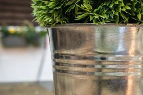 greens in an aluminum bucket