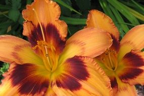 orange daylily close up