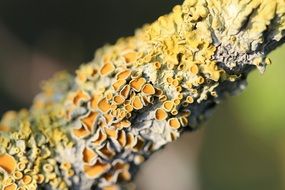 Lichen on tree branches