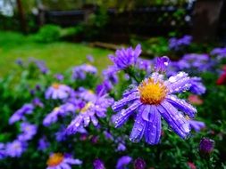 brachycome flowers after rain