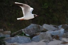 white seagull flies over the ocean